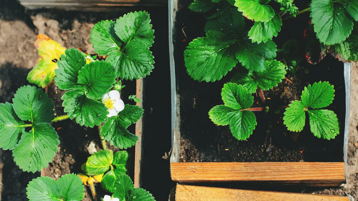 Cultiver des fraises chez soi, du plant à la récolte