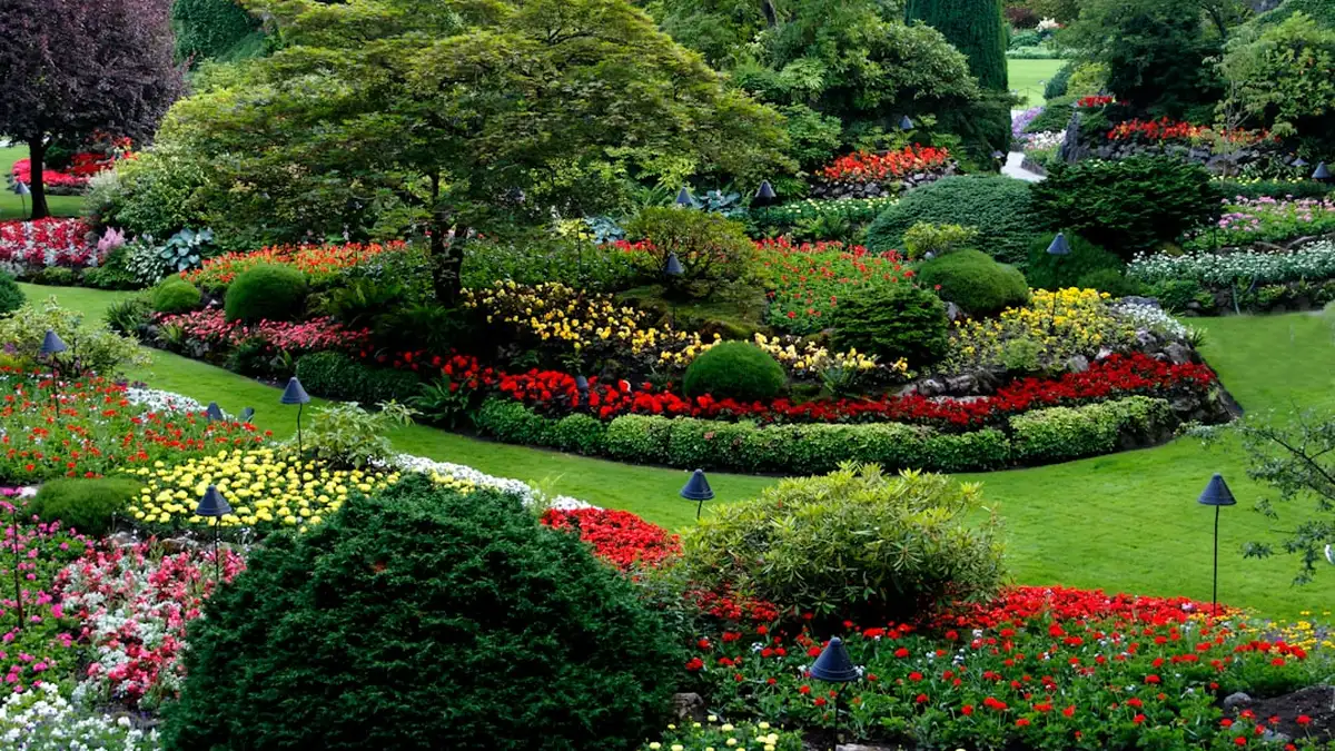 Jardinage sans arrosage quotidien : plantes et techniques