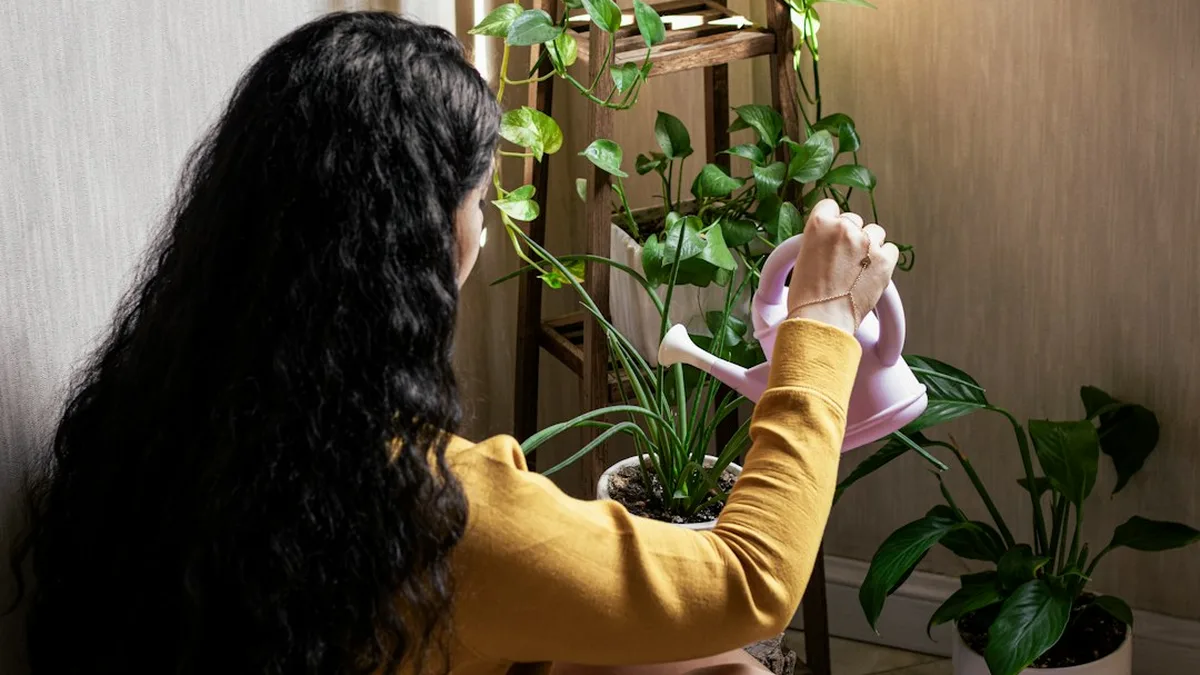 Plante d'intérieur facile d'entretien : lumière et arrosage