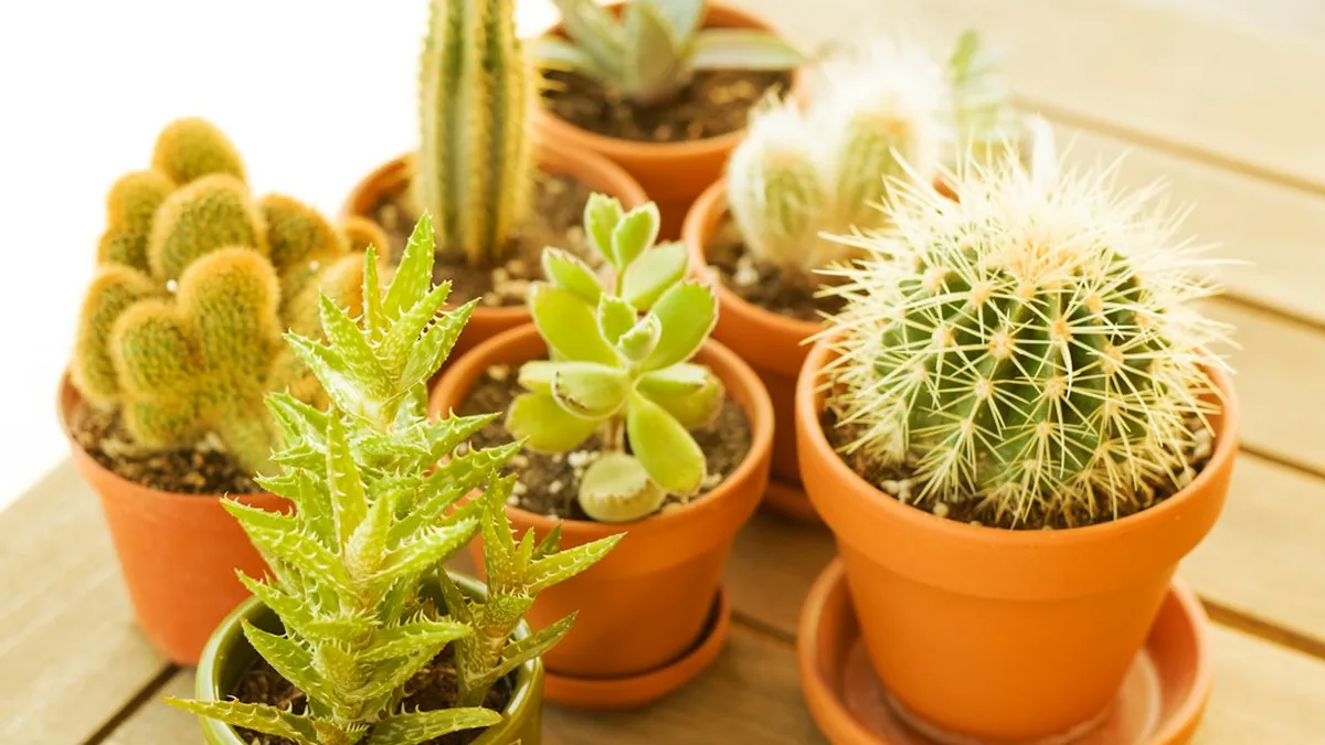 Plante grasse intérieur : lumière, arrosage et repos d'hiver