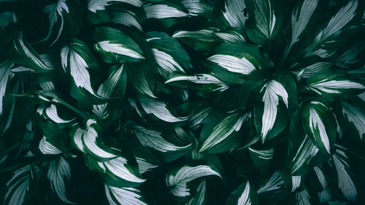 Plante pièce sombre : peu de lumière