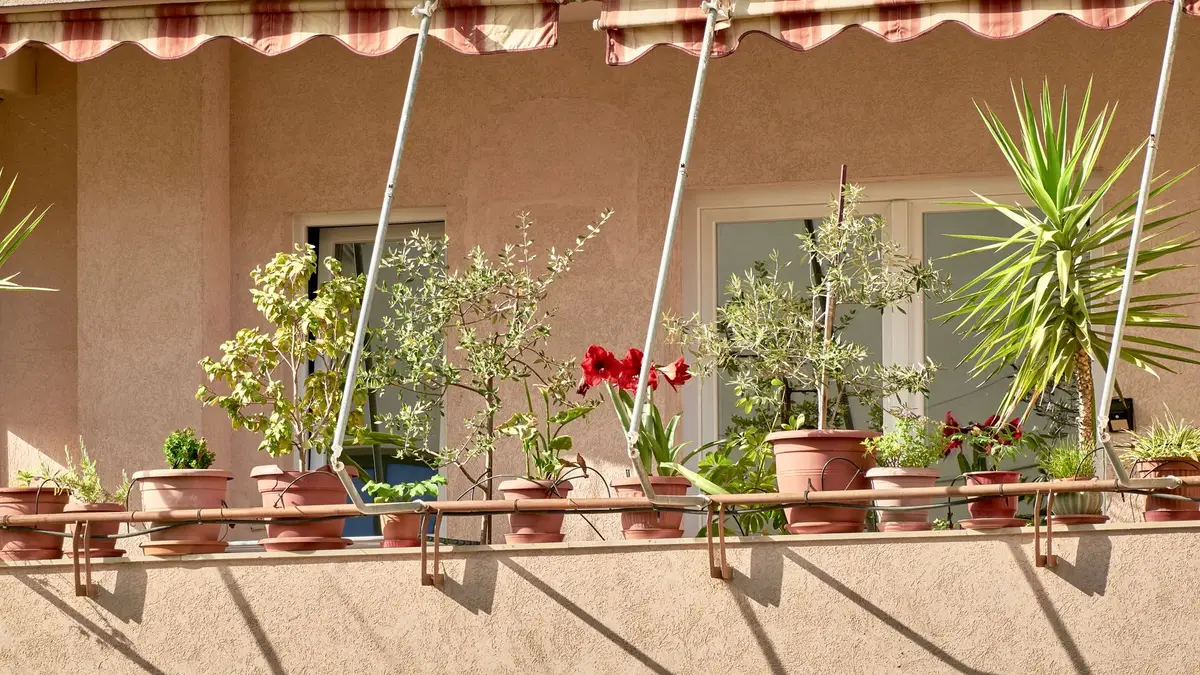 Plantes de balcon plein soleil : les espèces qui résistent