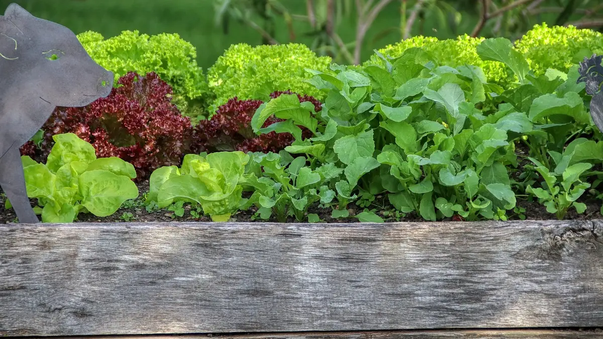 Potager en palette : carré potager surélevé en bois