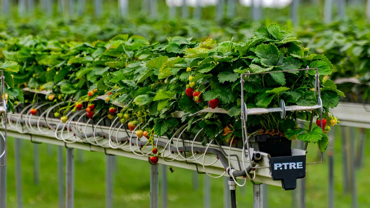Quand et comment planter les fraises : périodes et méthode