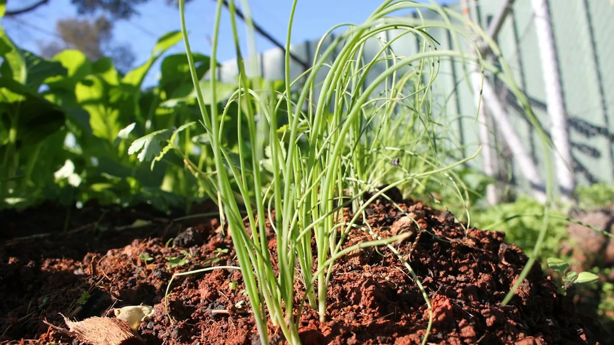 Quand planter échalote