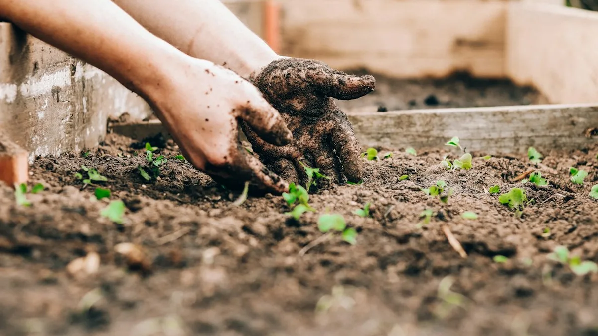 Quand planter les légumes