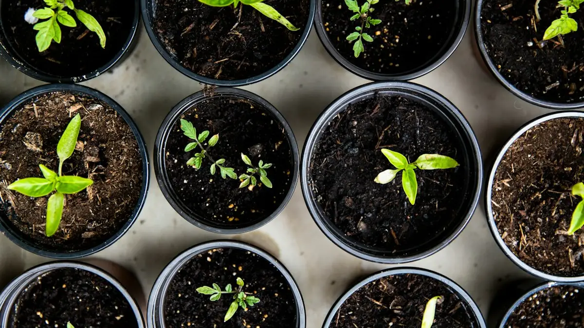 Que planter au jardin en ce moment : le calendrier des semis
